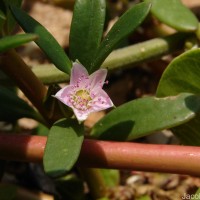 Sesuvium portulacastrum (L.) L.